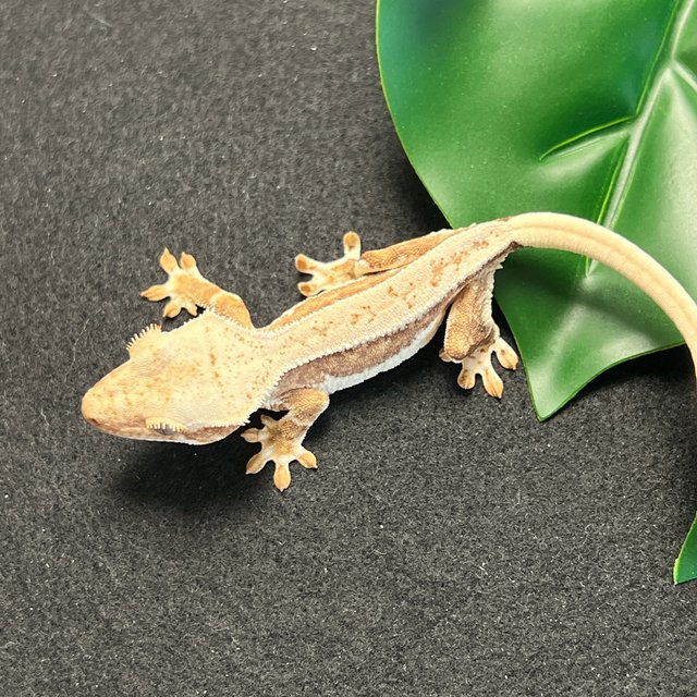 옐로우 릴리화이트