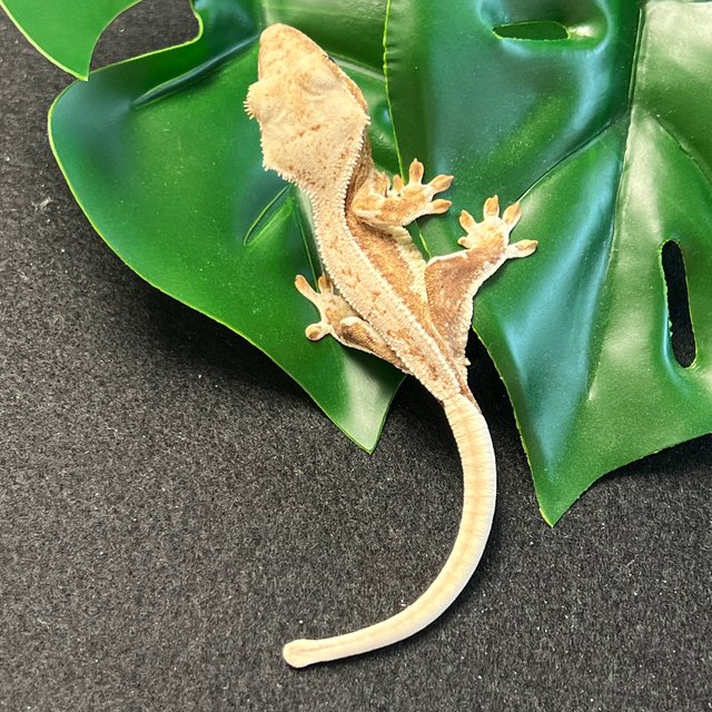 옐로우 릴리화이트