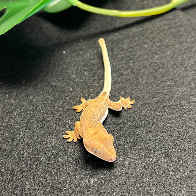 옐로우 팬텀 릴리화이트