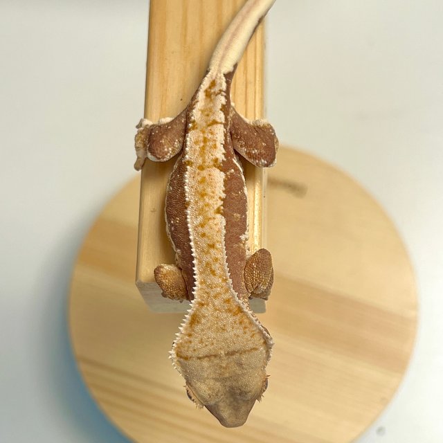 릴리화이트 옐로우