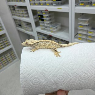 드스팟