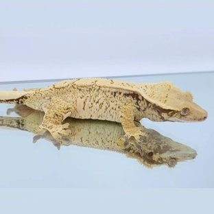 하이퀄리티 노말