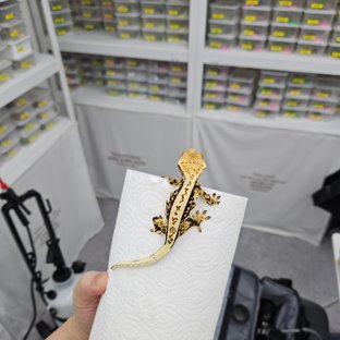 풀핀 트라이 쿼드