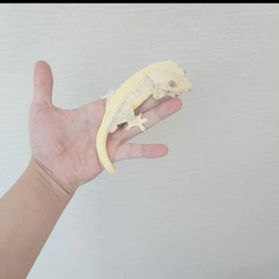 릴리화이트