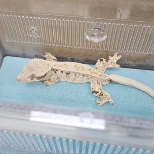 히이엔드 노말메인 숫