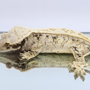 하이엔드제조기 노말