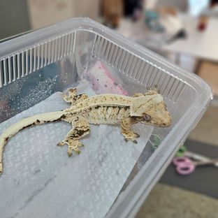 화이트 좋은 노말