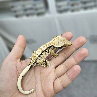 트라이 노멀 화이트스팟