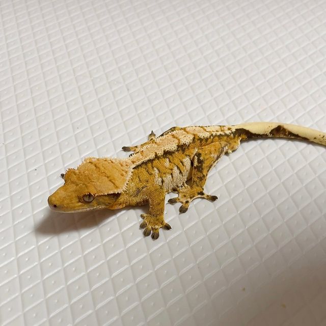 트라이 익스트림할리퀸 텐저린