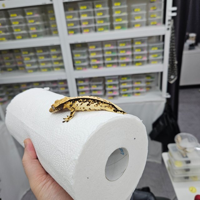 풀핀 트라이 쿼드