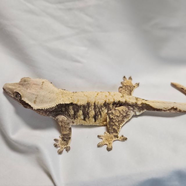 익스트림할리퀸