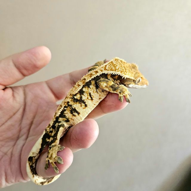 트라이