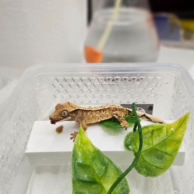 트라이