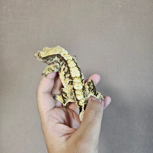 트라이