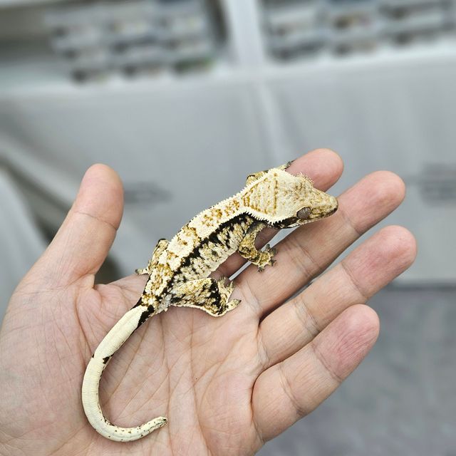 트라이 노멀 화이트스팟