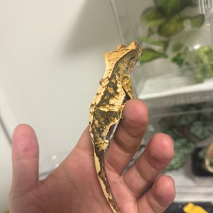 트라이 익스트림할리퀸