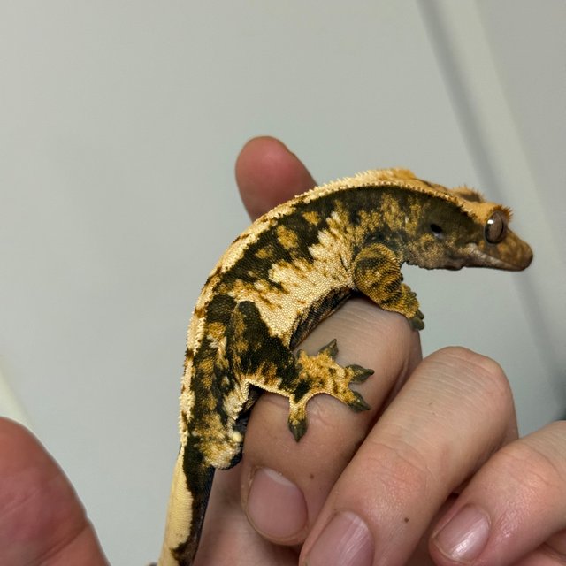 트라이 익스트림할리퀸