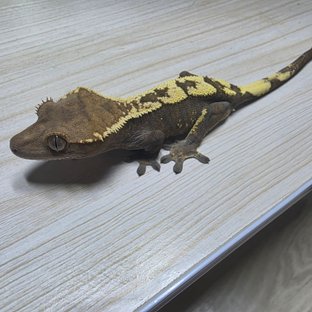 세이블