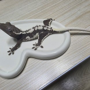릴잔틱