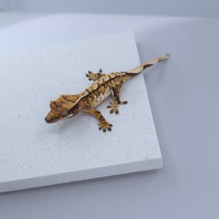 트라이