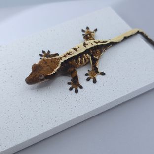 세이블