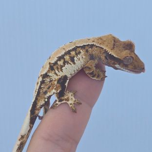 트라이