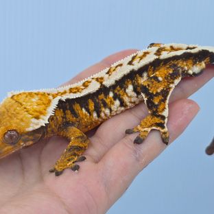 트라이 텐저린