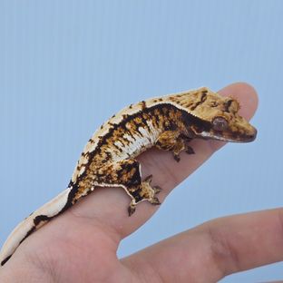 트라이