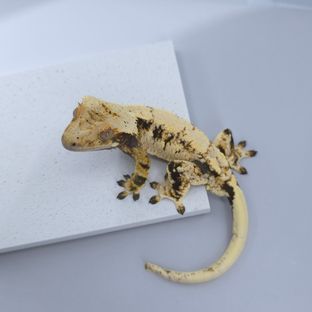 트라이