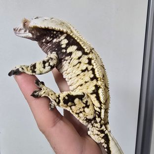 트라이