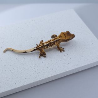 트라이