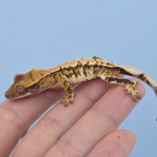 트라이