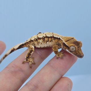 트라이