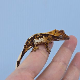 트라이