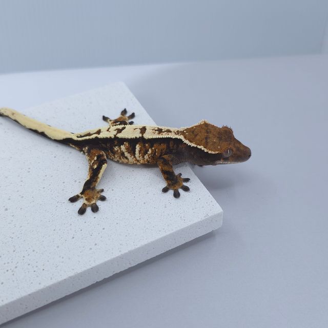 세이블