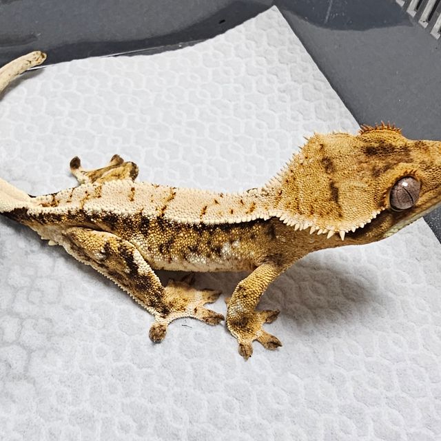 트라이