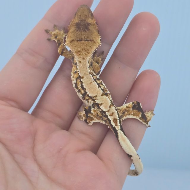 트라이