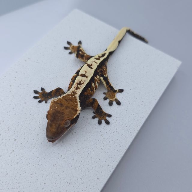 세이블