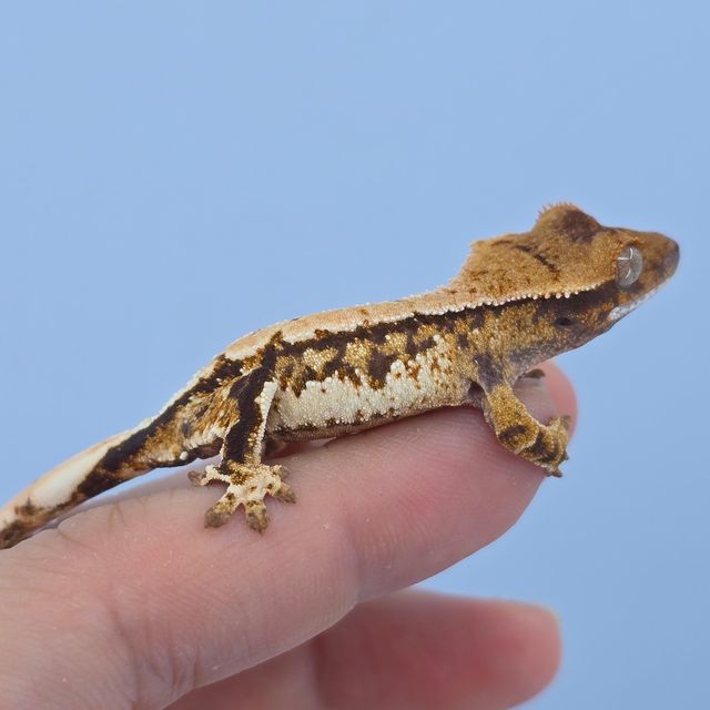 트라이