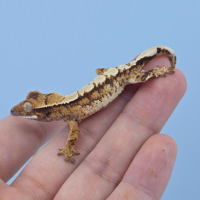 트라이