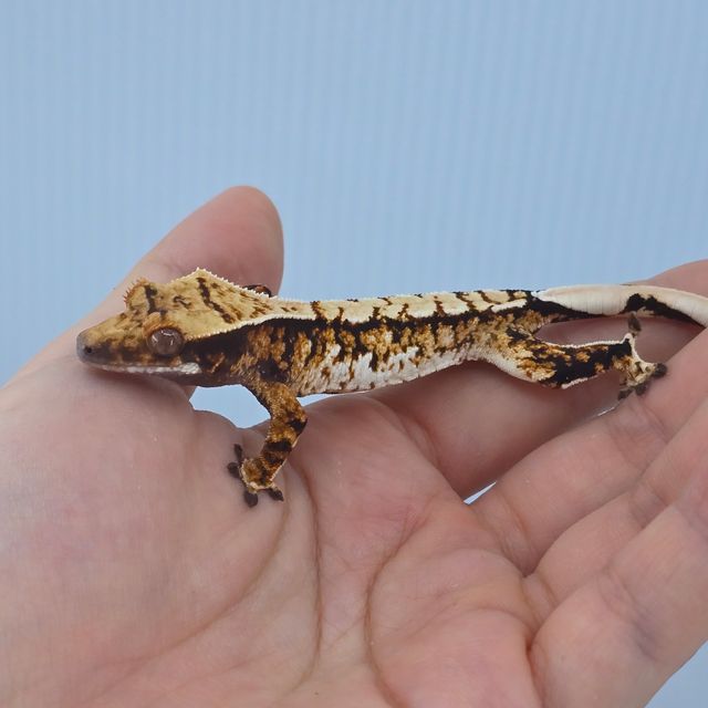 트라이