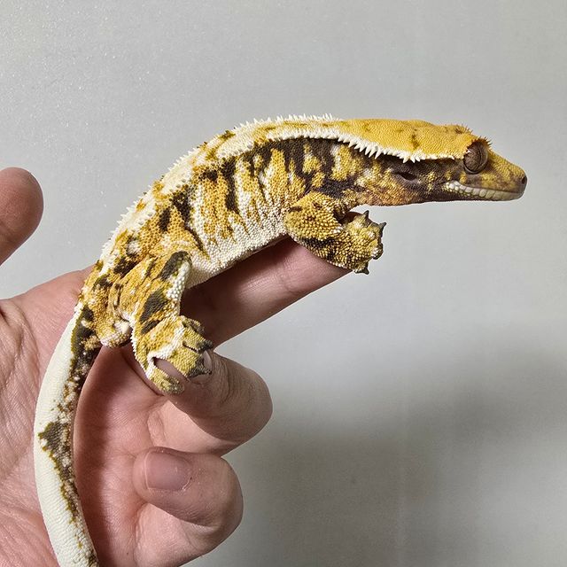 트라이