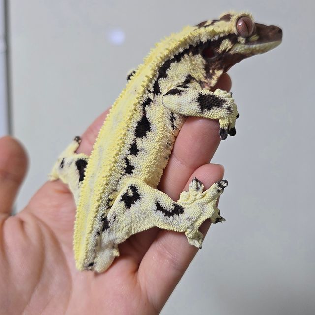 프라푸치노