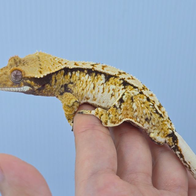 트라이