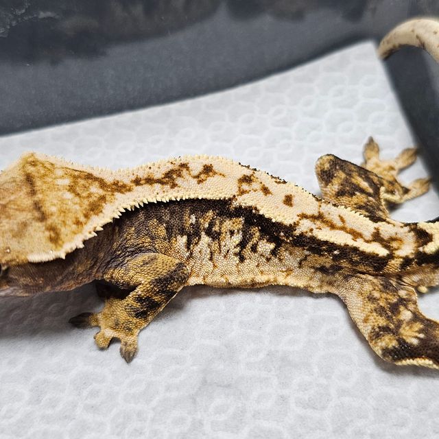 트라이