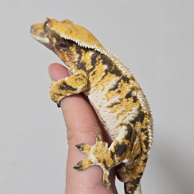 트라이