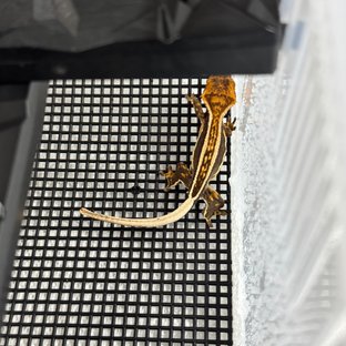 슈퍼스트라이프 엠티백 풀핀 쿼드