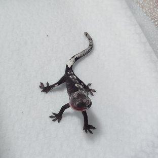 아잔틱
