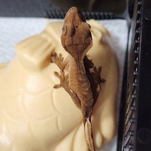 달마시안 레드