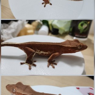 레드 팬텀 릴리화이트